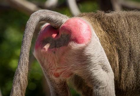 fesses de babouin|des fesses de babouin